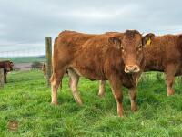 17MO SOUTH DEVON HEIFER (346) - 6