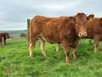 17MO SOUTH DEVON HEIFER (346) - 7