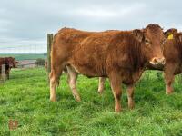 17MO SOUTH DEVON HEIFER (346) - 8