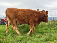 17MO SOUTH DEVON HEIFER (346) - 9