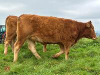 17MO SOUTH DEVON HEIFER (346) - 10