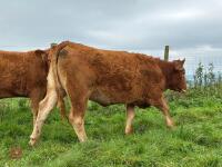 17MO SOUTH DEVON HEIFER (346) - 11