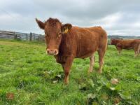17MO SOUTH DEVON HEIFER (346) - 13