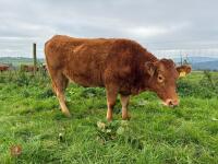 17MO SOUTH DEVON HEIFER (346) - 17