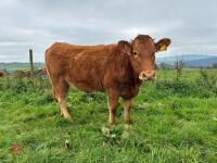 17MO SOUTH DEVON HEIFER (346) - 18