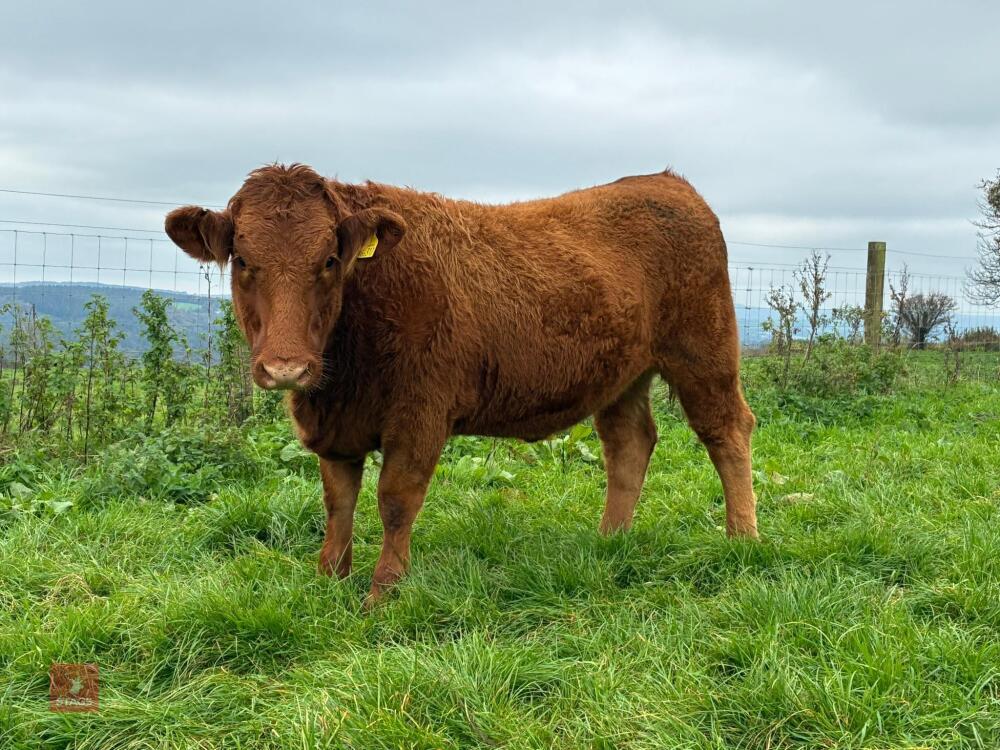 18MO PEDIGREE SOUTH DEVON HEIFER (317)