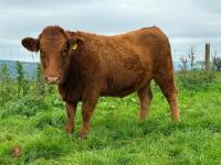 18MO PEDIGREE SOUTH DEVON HEIFER (317) - 2