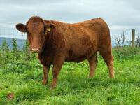 18MO PEDIGREE SOUTH DEVON HEIFER (317) - 3