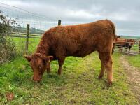18MO PEDIGREE SOUTH DEVON HEIFER (317) - 5