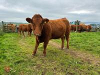 18MO PEDIGREE SOUTH DEVON HEIFER (317) - 6
