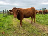 18MO PEDIGREE SOUTH DEVON HEIFER (317) - 7