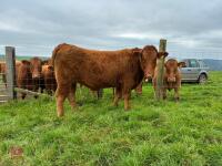 18MO PEDIGREE SOUTH DEVON HEIFER (317) - 9