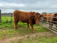 18MO PEDIGREE SOUTH DEVON HEIFER (317) - 11