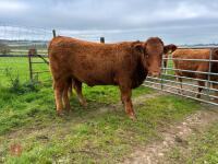 18MO PEDIGREE SOUTH DEVON HEIFER (317) - 12