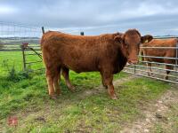 18MO PEDIGREE SOUTH DEVON HEIFER (317) - 13