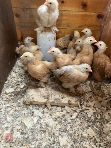 9 UNSEXED PEKIN CHICKS - BIDS FOR THE GROUP
