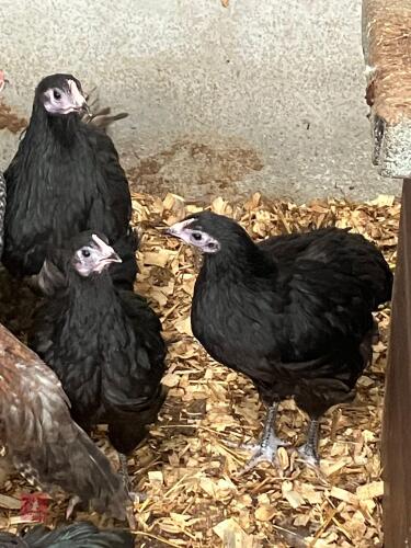 4 BLACK AUSTRALORP PULLETS - BIDS PER LIFE
