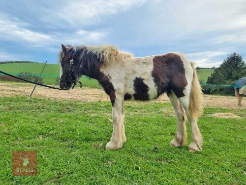 6MO COB FILLY