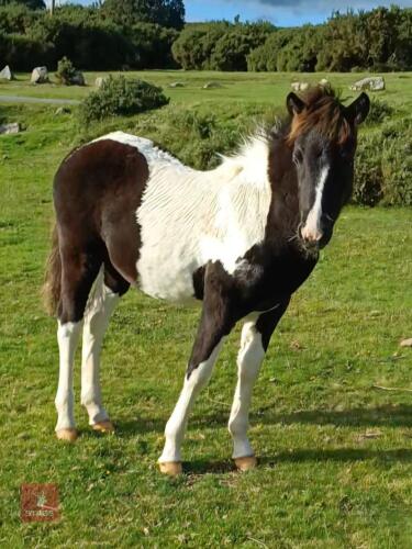 6MO DARTMOOR HILL PONY