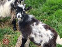 2 PYGMY BILLY GOATS - BIDS PER LIFE