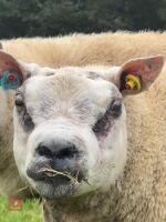 SHEARLING BELTEX RAM - 2