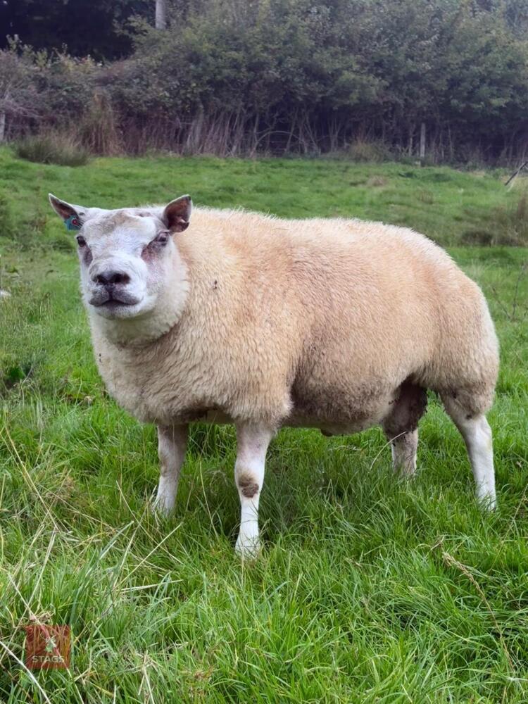 SHEARLING BELTEX RAM