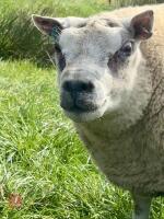 SHEARLING BELTEX RAM - 2