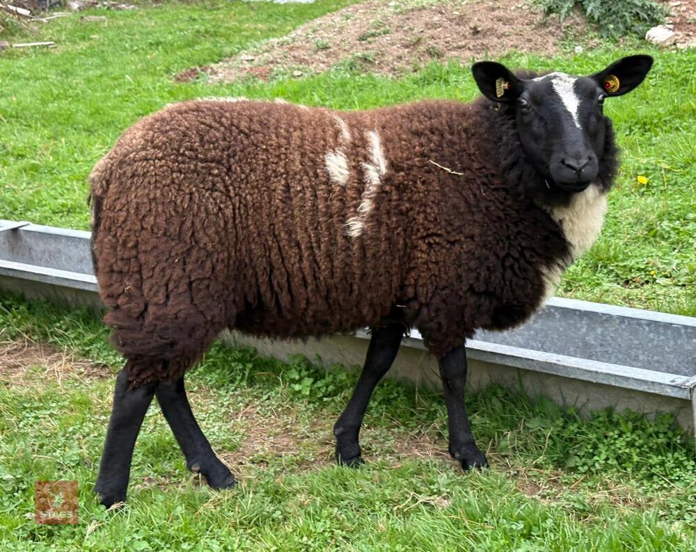 6MO PEDIGREE DUTCH SPOTTED EWE LAMB