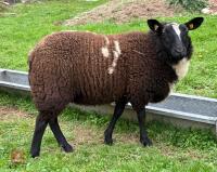 6MO PEDIGREE DUTCH SPOTTED EWE LAMB