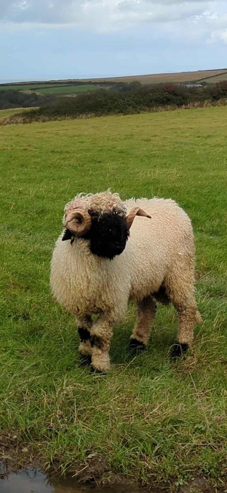 2T PEDIGREE VALAIS BLACK NOSE RAM