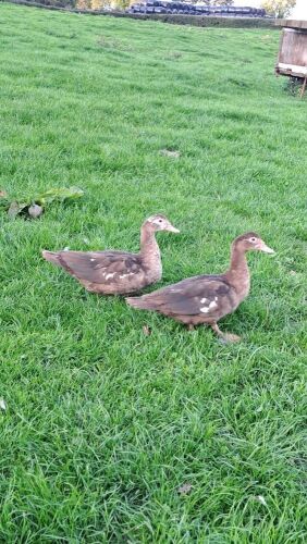 2 FEMALE MUSCOVY DUCKS - BIDS PER LIFE