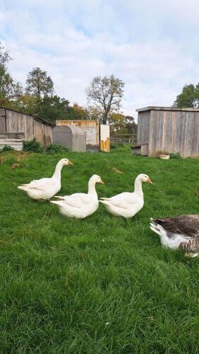 3 GEESE - BIDS PER LIFE