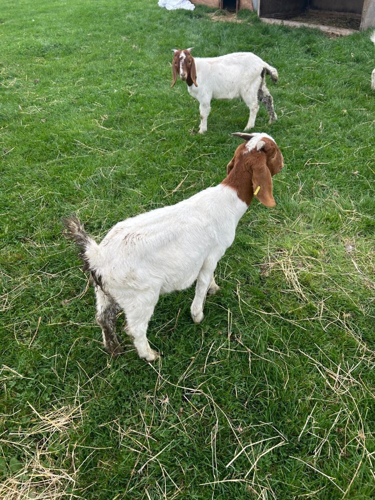 2 WETHER BOERS - BIDS PER LIFE