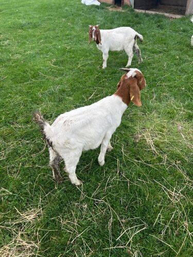 2 WETHER BOERS - BIDS PER LIFE