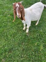 2 WETHER BOERS - BIDS PER LIFE - 2