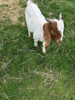 2 WETHER BOERS - BIDS PER LIFE - 3