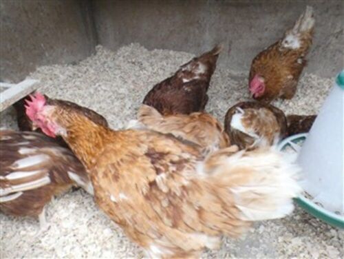 4 X 3.5 YO HENS - BIDS PER LIFE