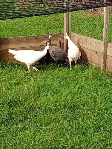 2 WHITE UNSEXED PEAFOWL - BIDS PER LIFE