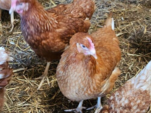 5 HYBRID POL PULLET HENS - BIDS PER LIFE