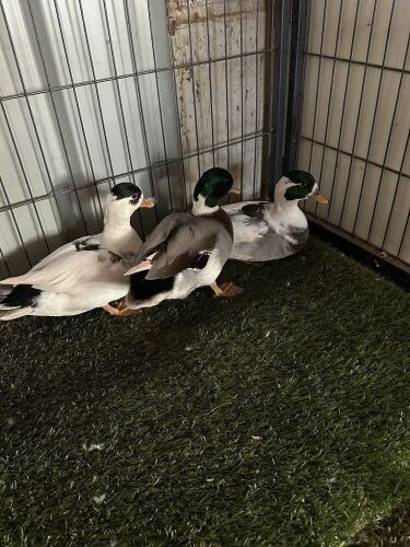 3 PIED DRAKE CALL DUCKS - BIDS PER LIFE