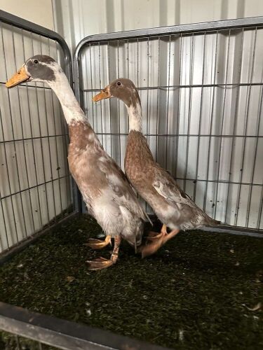 PAIR OF FAWN & WHITE INDIAN RUNNER DUCKS - BIDS PER LIFE