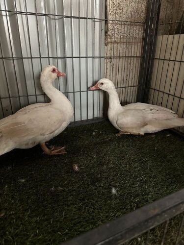 2 FEMALE MUSCOVY DUCKS - BIDS PER LIFE