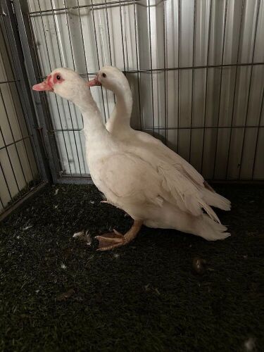 2 FEMALE MUSCOVY DUCKS - BIDS PER LIFE