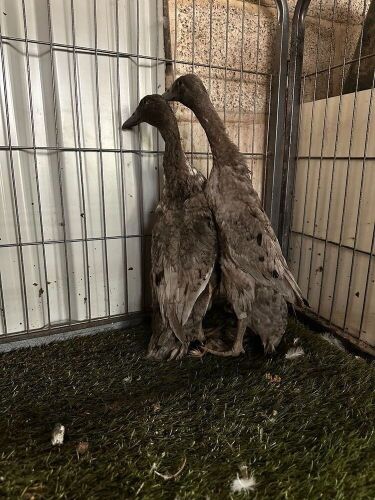 2 FEMALE BLUE INDIAN RUNNER DUCKS - BIDS PER LIFE