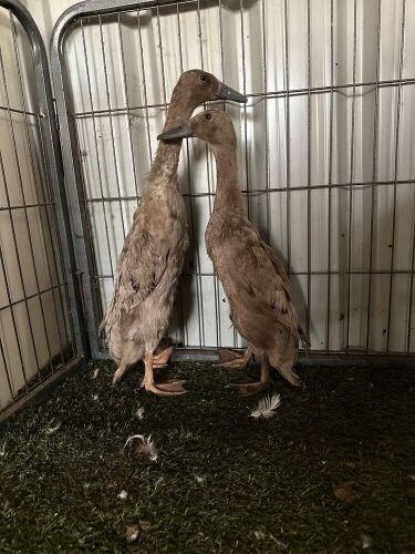 2 FEMALE LIGHT BLUE INDIAN RUNNER DUCKS - BIDS PER LIFE