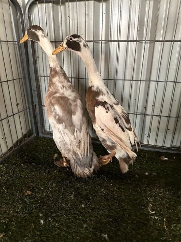 PAIR OF FAWN AND WHITE INDIAN RUNNERS - BIDS PER LIFE