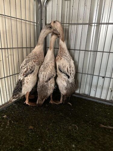 TRIO OF SILVER INDIAN RUNNERS - BIDS PER LIFE