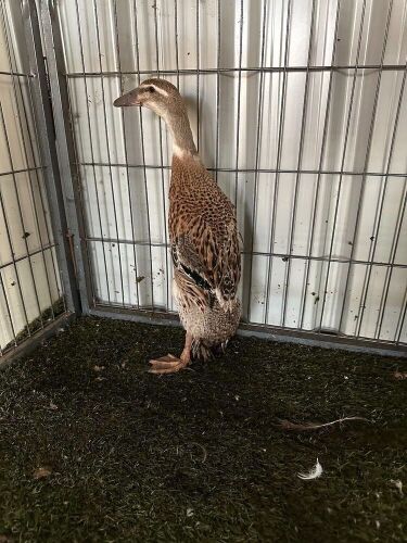 FEMALE INDIAN RUNNER DUCK