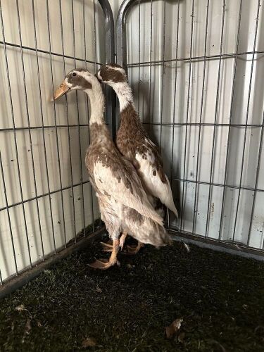 2 FEMALE FAWN & WHITE INDIAN RUNNERS - BIDS PER LIFE