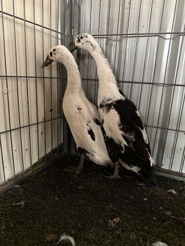 2 FEMALE BLACK AND WHITE INDIAN RUNNERS - BIDS PER LIFE